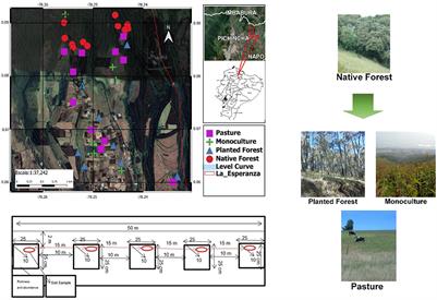Native forest conversion alters soil macroinvertebrate diversity and soil quality in tropical mountain landscapes of northern Ecuador